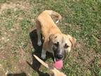 Adopt Sandy a Anatolian Shepherd