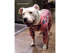 Adopt Chloe a Pit Bull Terrier