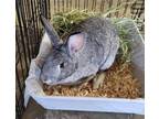 Adopt Dame Judy a Bunny Rabbit