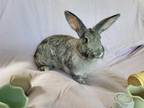 Adopt Dame Judy a Bunny Rabbit