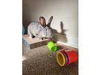 Adopt Lady Jane a Bunny Rabbit