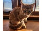 Adopt Streaky a Domestic Short Hair