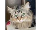 Adopt Padme a Maine Coon