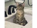 Adopt Zarina a Domestic Short Hair