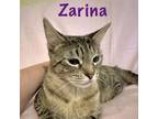 Adopt Zarina a Domestic Short Hair