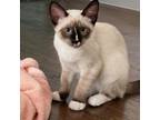 Adopt Whiteout a Domestic Short Hair, Siamese