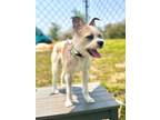 Adopt Melody a Terrier
