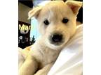 Adopt Magnetic a Jindo