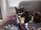 Adopt Lelu a Calico