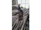 Adopt Freya a Domestic Short Hair