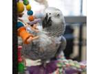 Adopt Ruby a African Grey bird in Kanab, UT (38311482)