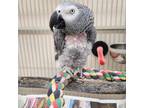 Adopt Charlie a African Grey bird in Kanab, UT (38311483)