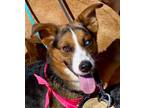 Adopt Shay a Australian Shepherd