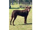 Adopt Remy a Brown/Chocolate Mountain Cur / Australian Shepherd / Mixed dog in