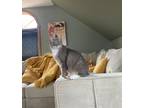 Adopt Pudge - I'm a lap cat! a Domestic Short Hair