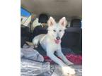 Adopt Shasta a Siberian Husky, German Shepherd Dog