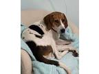 Adopt Penny a Beagle