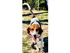 Adopt Penny a Beagle