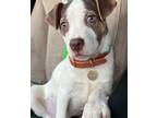 Adopt REESE a Cattle Dog, Jack Russell Terrier