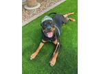 Adopt Luna a Rottweiler