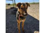 Adopt Rex a Black German Shepherd Dog / Mixed dog in Alpine, TX (38445333)