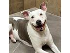 Adopt Liberty a White - with Tan, Yellow or Fawn American Pit Bull Terrier /