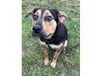 Adopt Oscar a Terrier, Mixed Breed