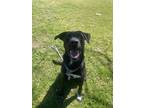 Adopt Pluto a Labrador Retriever, Mixed Breed