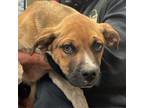 Adopt Otter a Mixed Breed