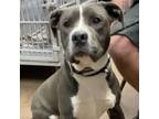 Adopt Lucky a American Staffordshire Terrier