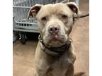 Adopt Rocky a American Staffordshire Terrier