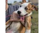 Adopt Percy a Mixed Breed