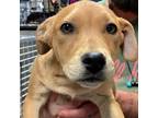 Adopt James a Retriever