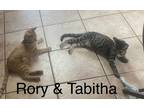 Adopt Rory a Orange or Red Tabby Domestic Shorthair (short coat) cat in Willcox