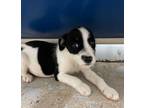 Adopt Sparkey a Jack Russell Terrier, Mixed Breed