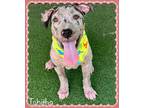 Adopt TABITHA a Merle Hound (Unknown Type) / Catahoula Leopard Dog / Mixed dog