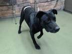 Adopt URGENT 8/7 @ DEVORE a Black Pit Bull Terrier / Mixed dog in San