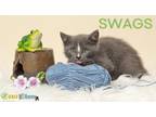 Adopt Swags a Domestic Short Hair