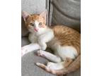 Adopt Elton a Orange or Red Tabby Domestic Shorthair (short coat) cat in