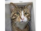 Adopt Tiger a Domestic Short Hair