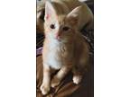 Adopt Nikola a Orange or Red (Mostly) Domestic Shorthair (short coat) cat in