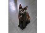 Adopt Sable a Black (Mostly) Domestic Shorthair (short coat) cat in East