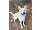 Adopt Steve a Husky