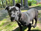 Adopt Prince a Terrier