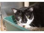 Adopt Jack Black a Domestic Short Hair, Tuxedo