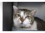 Adopt Mugsy a Domestic Short Hair, Tabby