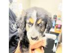 Adopt Wyatt a Australian Shepherd, Rottweiler