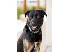 Adopt Ruger a Rottweiler, Mixed Breed