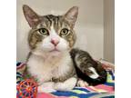 Adopt Soupz a Domestic Short Hair