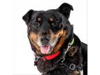 Adopt Buoy 11748 a Australian Cattle Dog / Blue Heeler, Rottweiler